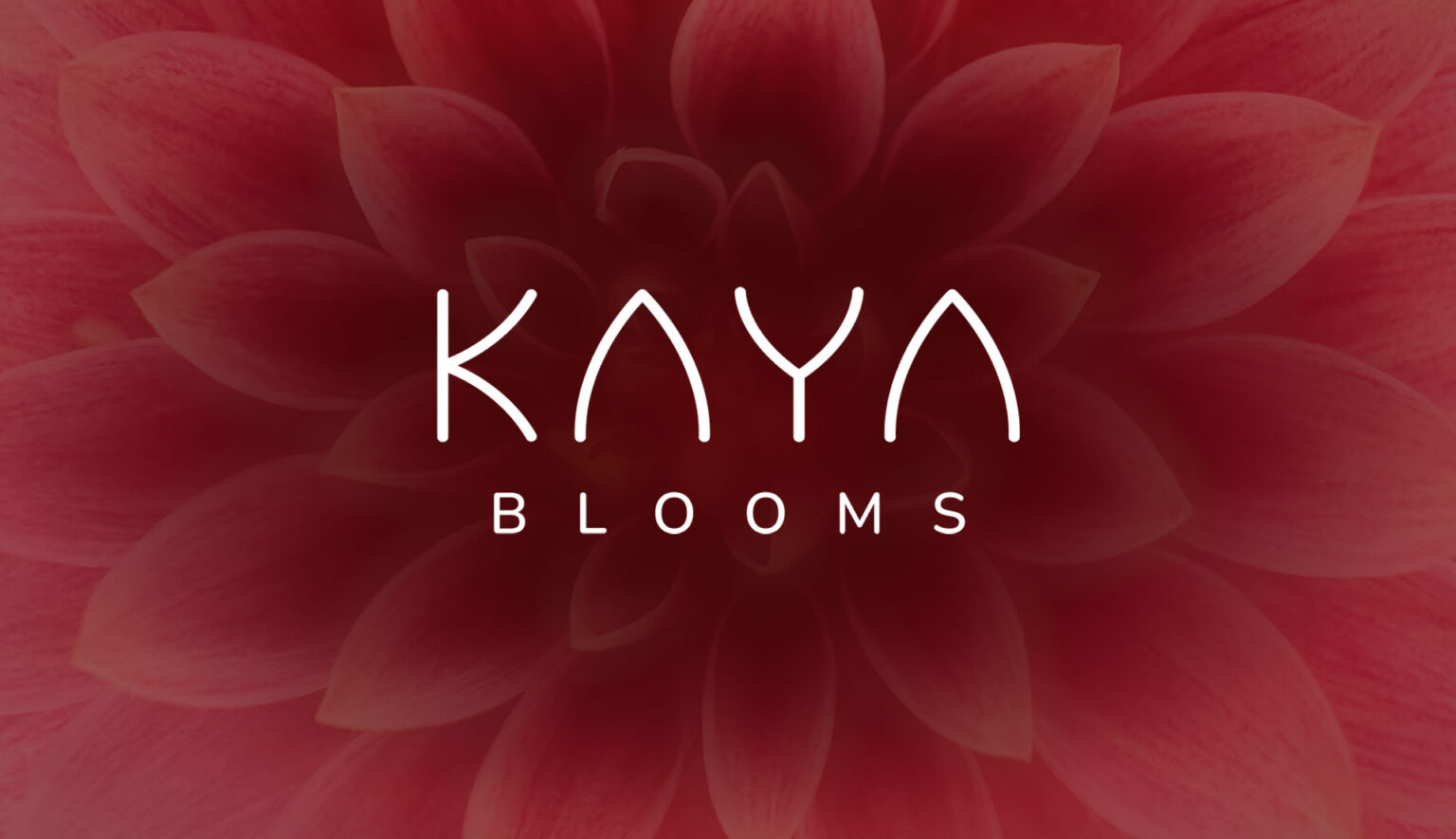 Kaya Blooms logo on a deep red dahlia